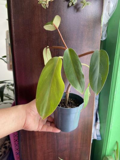 philodendron red emerald - Thumbnail 2