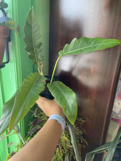 philodendron jungle boogie