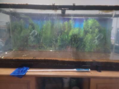 55 gal fish tank - Thumbnail 2