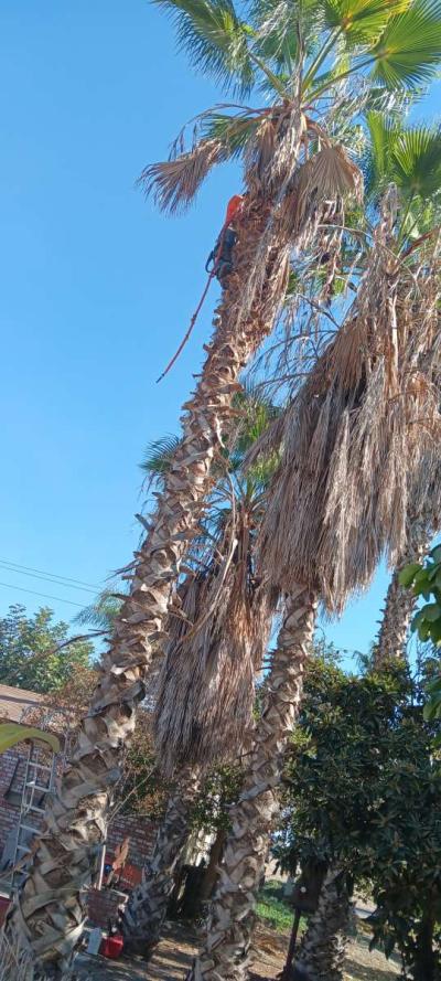 tree climbing trimminf - Thumbnail 3