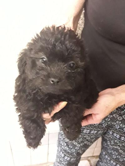 puppies - Thumbnail 6