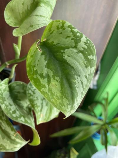 Scindapsus - Thumbnail 2