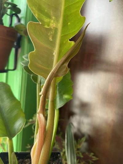 philodendron jungle boogie - Thumbnail 4