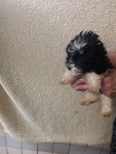 shihpoo puppies - Thumbnail 6