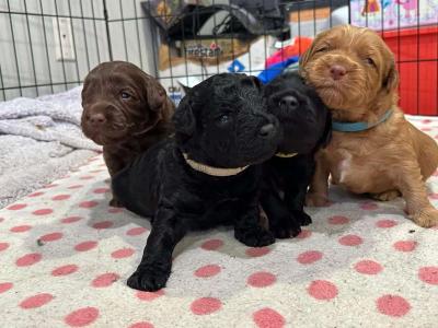 do write me shots including documents and record - Thumbnail 3