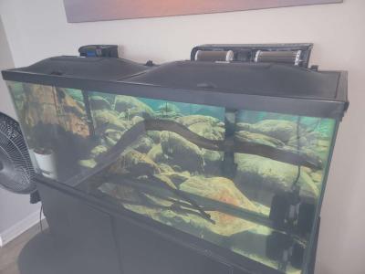 75 gallon Aquarium - Thumbnail 2