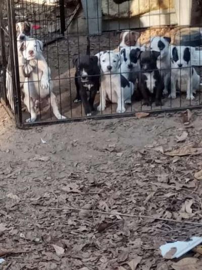 puppies  for free to a good home - Thumbnail 2
