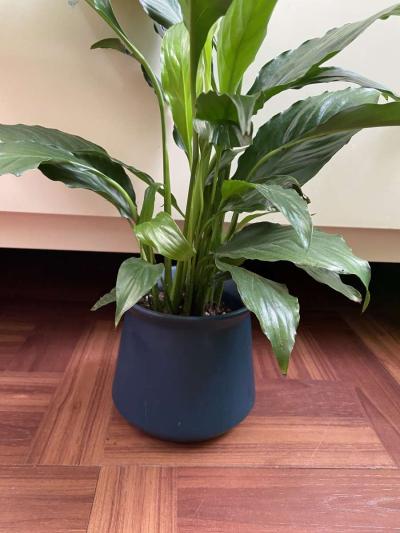 peace lily with creamic pot - Thumbnail 4