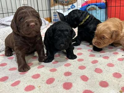 do write me shots including documents and record - Thumbnail 4