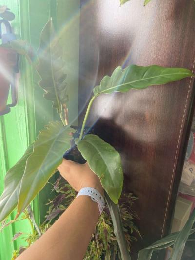 philodendron jungle boogie - Thumbnail 2