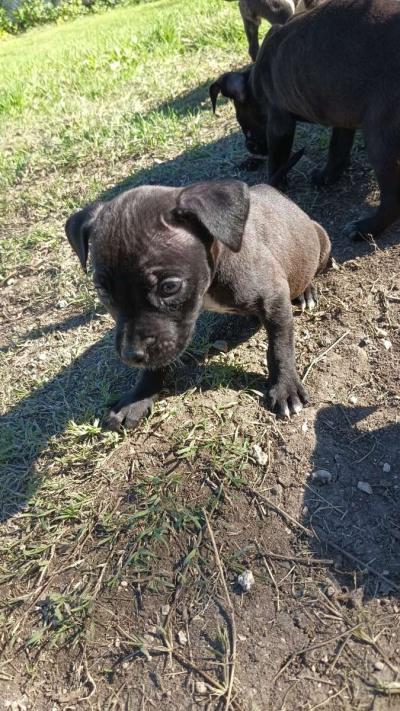 puppies - Thumbnail 2