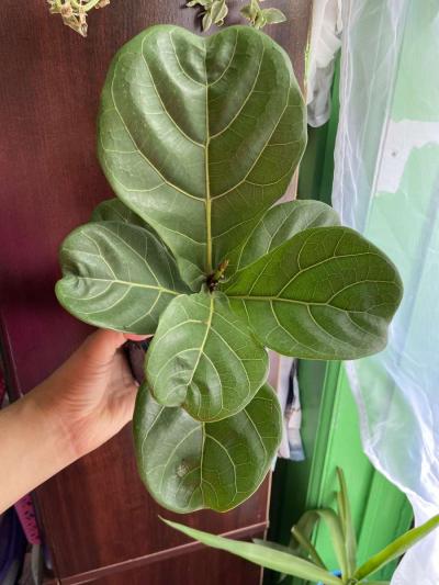 ficus Lyrata - Thumbnail 3