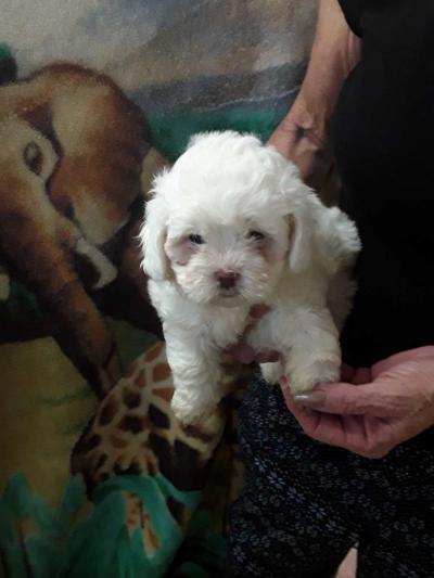 shihpoo puppies - Thumbnail 4