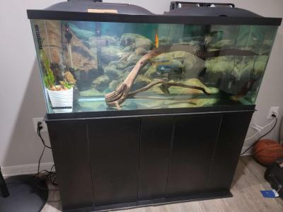 75 gallon Aquarium - Thumbnail 6