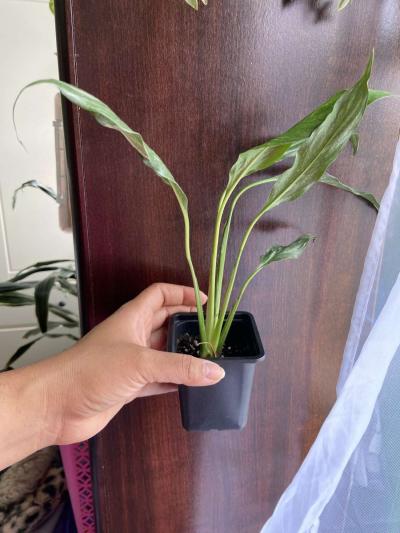 philodendron red emerald