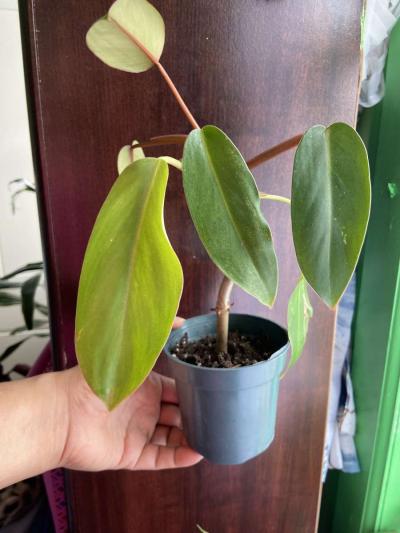 philodendron red emerald - Thumbnail 4