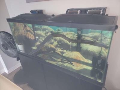 75 gallon Aquarium - Thumbnail 3