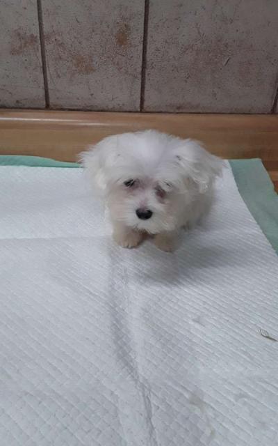 puppies - Thumbnail 4