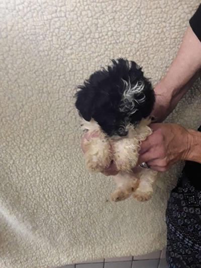 puppies - Thumbnail 2