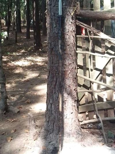 hand crafted wooden walking sticks - Thumbnail 6