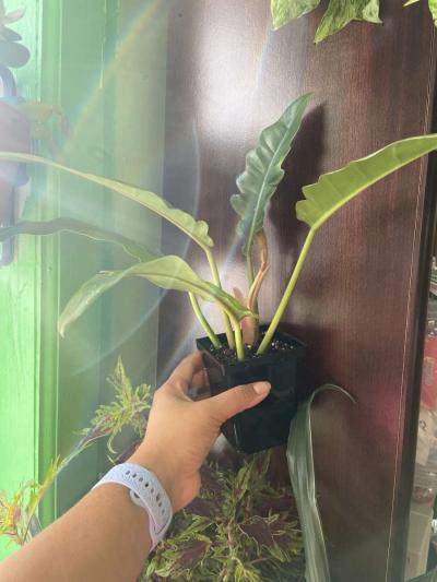 philodendron jungle boogie - Thumbnail 5