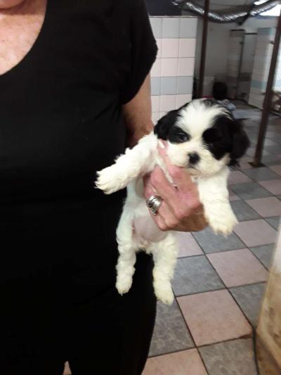 shihpoo puppies - Thumbnail 3