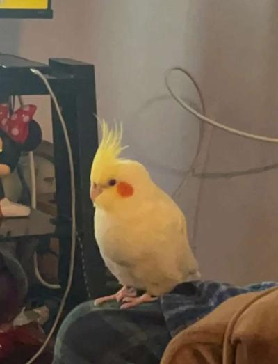 Large  Bird Cage  With Two cockatiel - Thumbnail 3