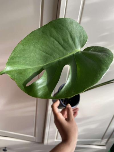monstera - Thumbnail 2