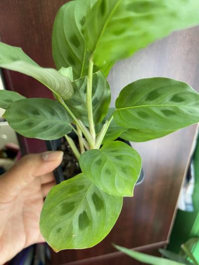 maranta Leuconeura - Thumbnail 2