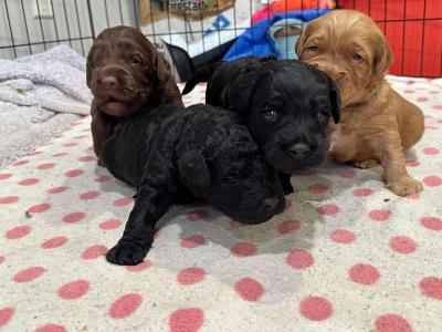 do write me shots including documents and record - Thumbnail 2