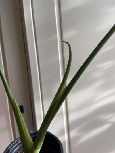 monstera - Thumbnail 3