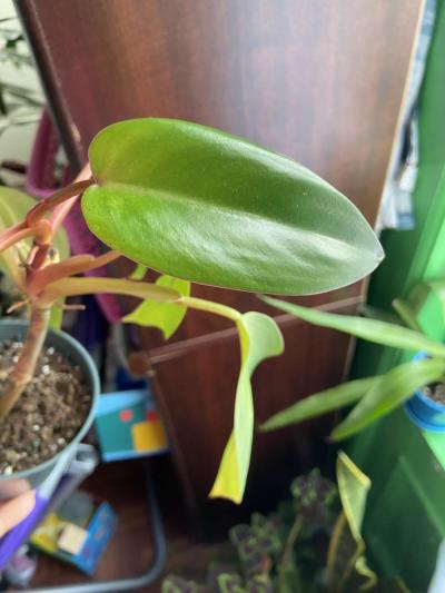 philodendron red emerald - Thumbnail 3