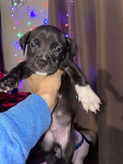 puppies - Thumbnail 4