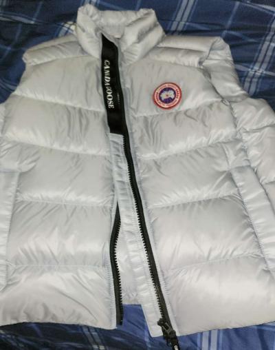 canada goose