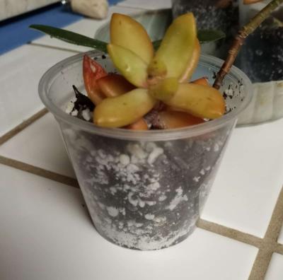 Sedum Copperstone succulents - Thumbnail 3