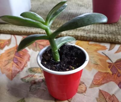 Jade succulents - Thumbnail 5