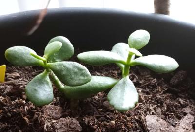 Jade succulents - Thumbnail 6