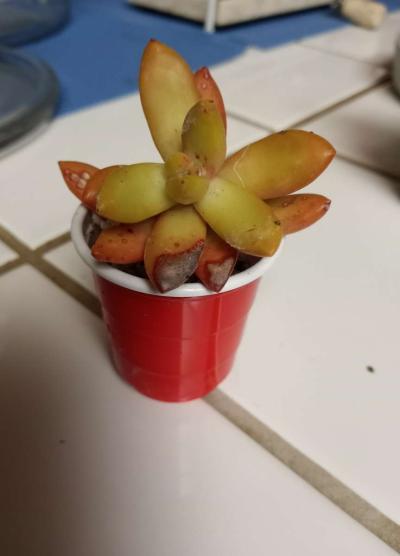 Sedum Copperstone succulents - Thumbnail 4