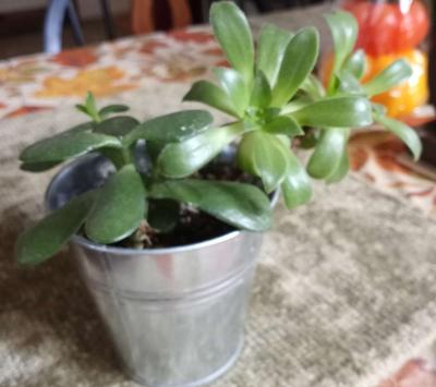 succulents - Thumbnail 3