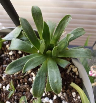 Aeonium succulents - Thumbnail 6