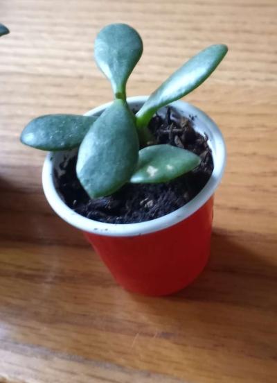 Jade succulents - Thumbnail 3