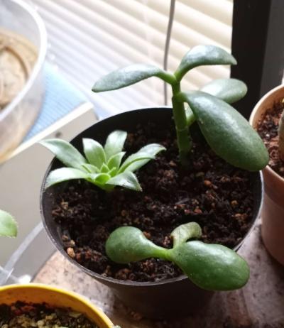 succulents - Thumbnail 2