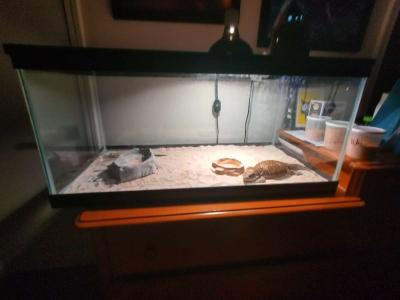 selling juvenile  female savannah monitor - Thumbnail 3