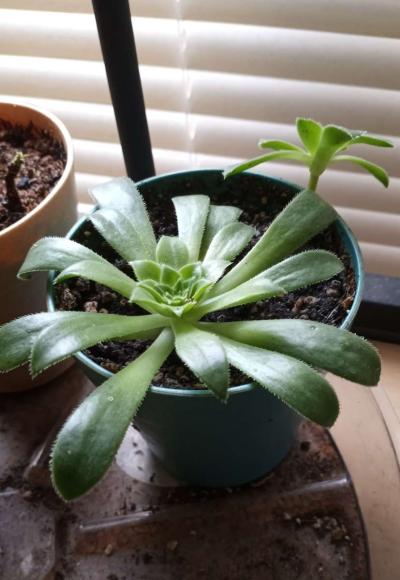 Aeonium succulents - Thumbnail 2