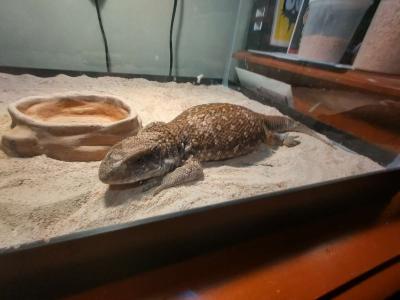selling juvenile  female savannah monitor - Thumbnail 2