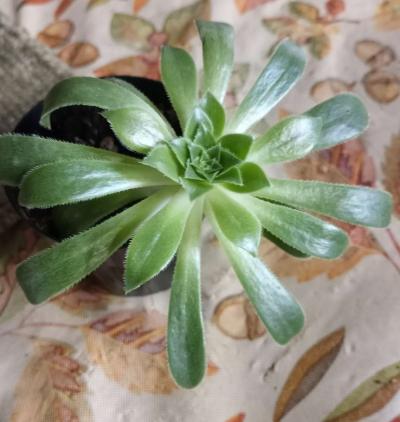 Aeonium succulents - Thumbnail 5