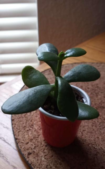 Jade succulents - Thumbnail 2