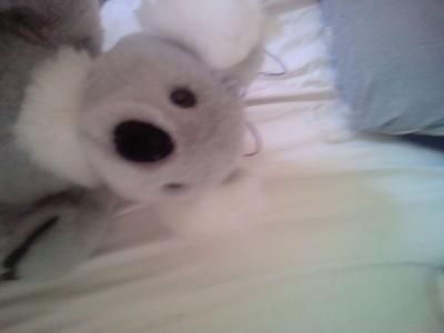 koala plush - Thumbnail 2