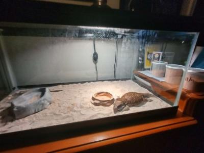 selling juvenile  female savannah monitor - Thumbnail 4