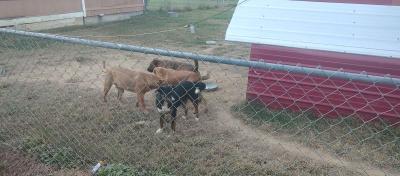free dogs - Thumbnail 2